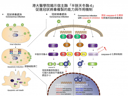 HKUMed reveals the mechanism of how coronaviruses exploit
the host antiviral defence mechanisms for efficient replication
 